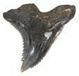Fossil Hemipristis Shark Tooth - Maryland #42500-1